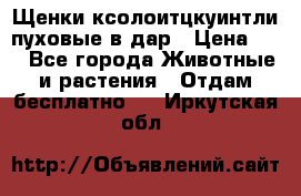 Щенки ксолоитцкуинтли пуховые в дар › Цена ­ 1 - Все города Животные и растения » Отдам бесплатно   . Иркутская обл.